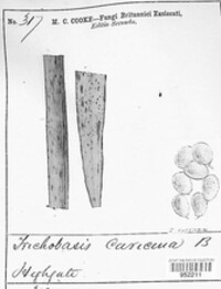 Puccinia caricina image